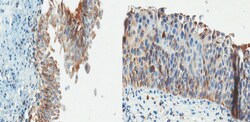 MilliporeSigma anti-TRAP-1 Clone: TR-1, 100&mu;g, Unlabeled:Antibodies,